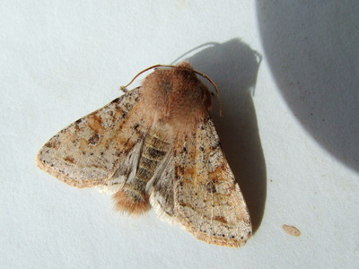 Clouded Drab